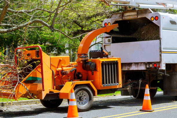 Best Tree Trimming and Pruning  in Jacksonwald, PA