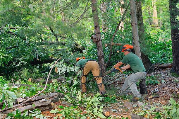 How Our Tree Care Process Works  in  Jacksonwald, PA