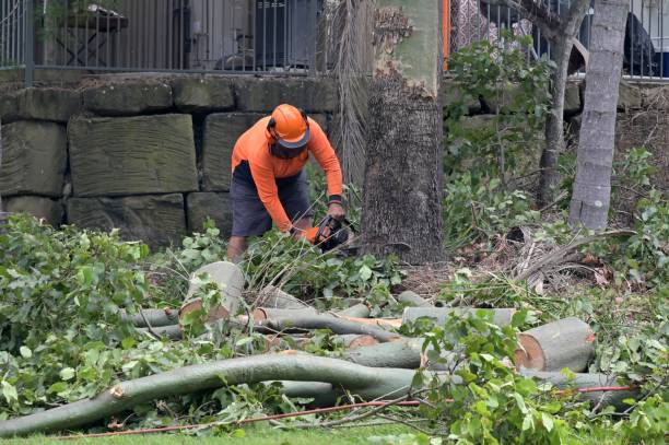 Best Storm Damage Tree Cleanup  in Jacksonwald, PA